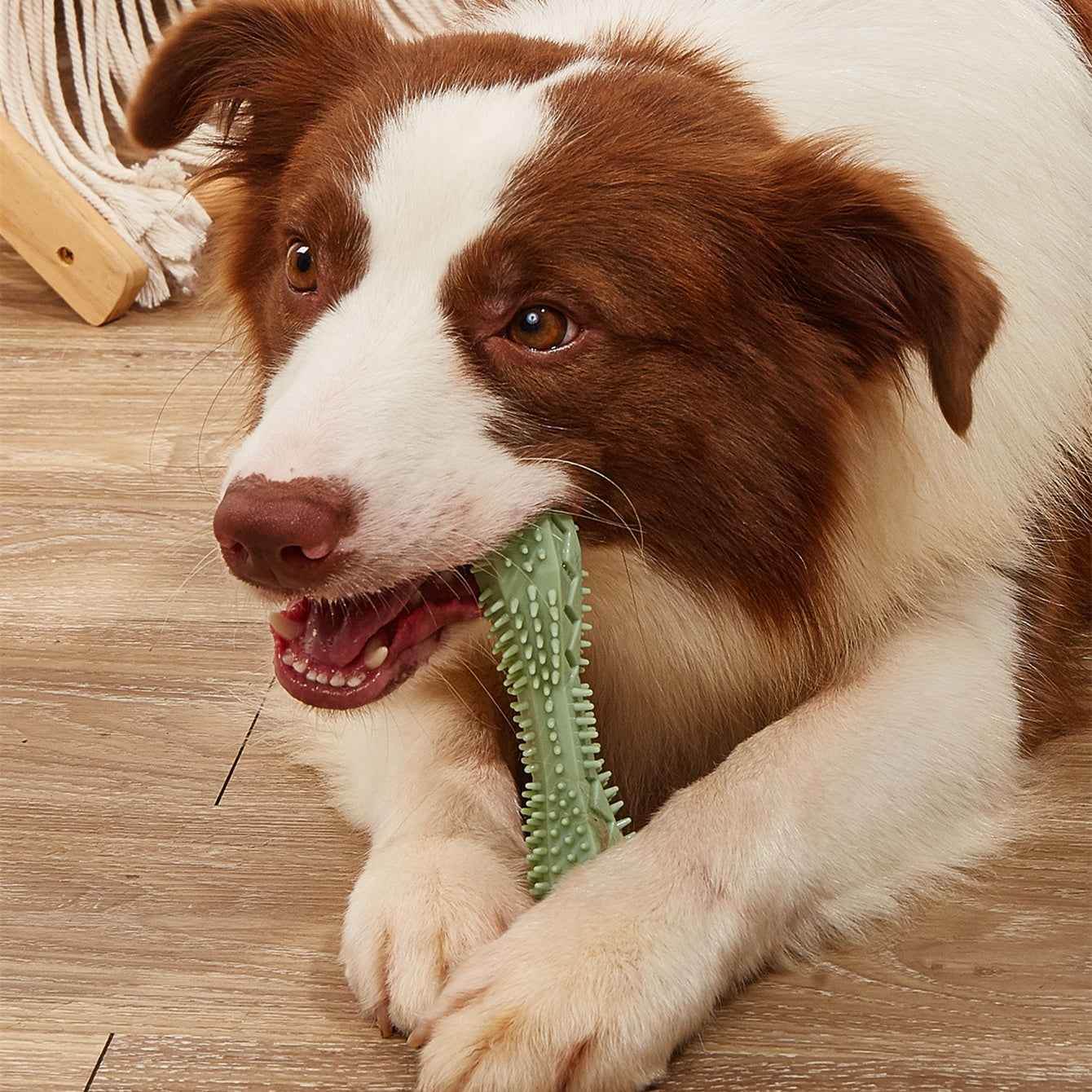 Kauspielzeug zur Zahnreinigung bei Hunden - Tierbedarf.si