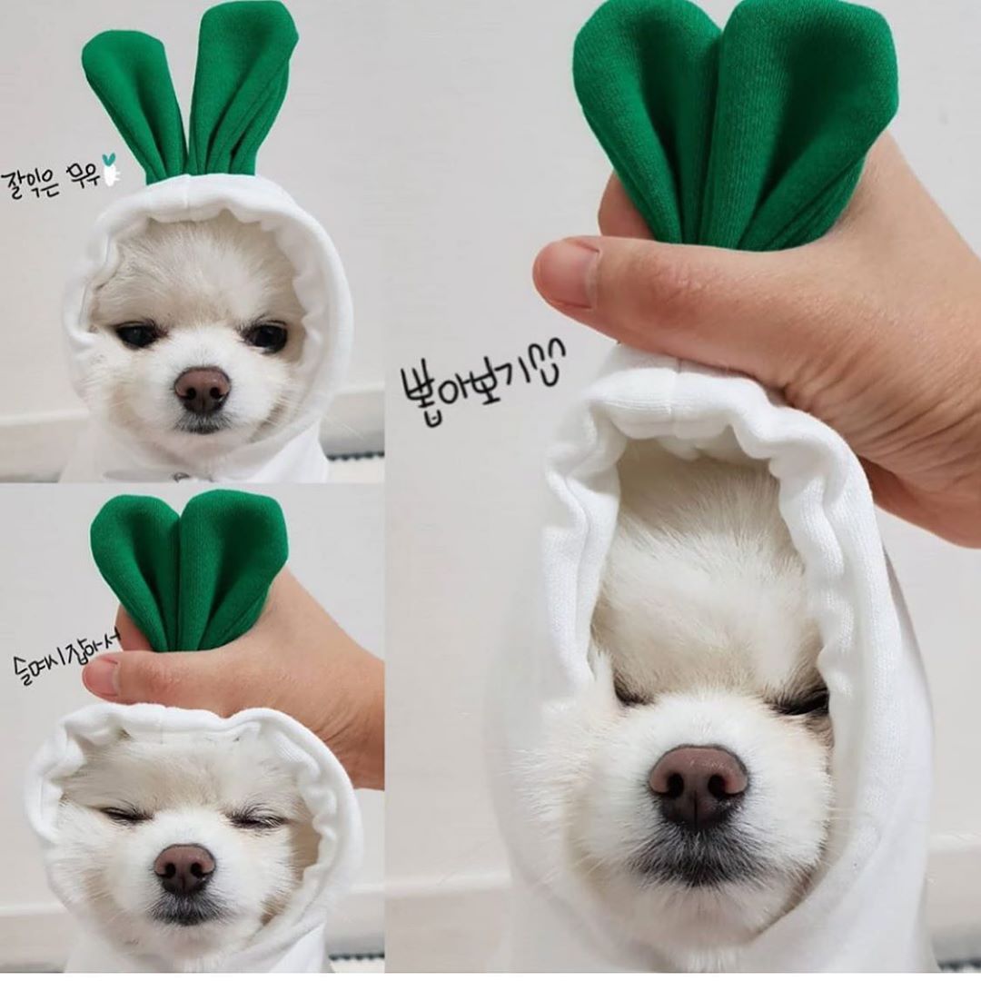 Süße Hundekleidung- Mit Früchten in verschiedenen Modellen