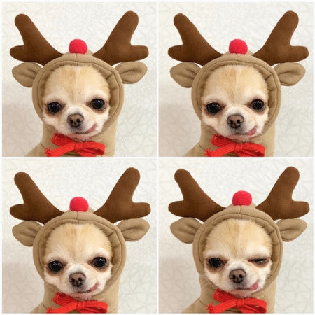 Süße Hundekleidung- Mit Früchten in verschiedenen Modellen
