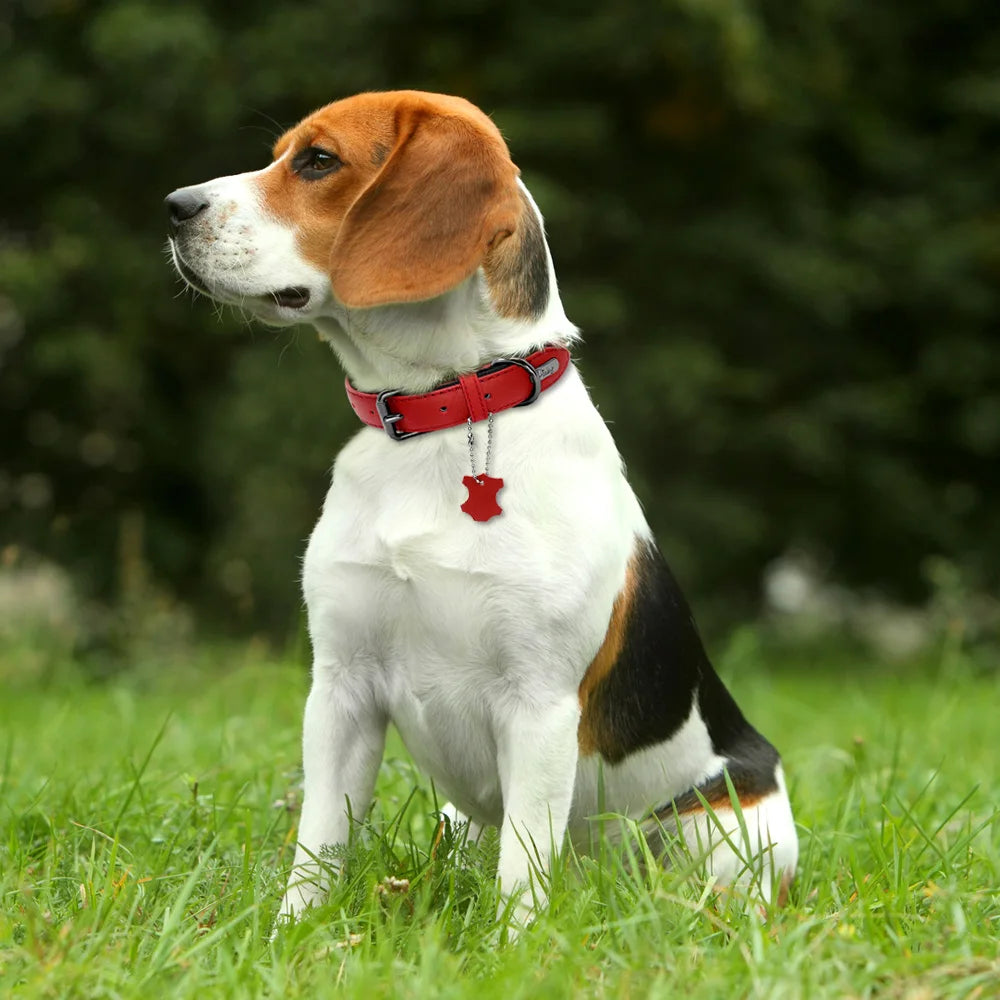 Leather Dog Collar Neoprene Padded Pet Collar Leash Harness for Small Medium Dogs for Bulldog Bull Terrier Pet Shop