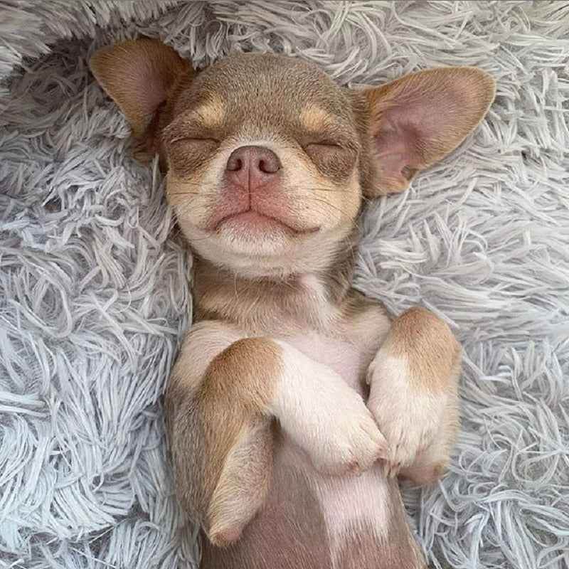 Hunde - Katzenbett superweich, waschbar - Tierbedarf.si