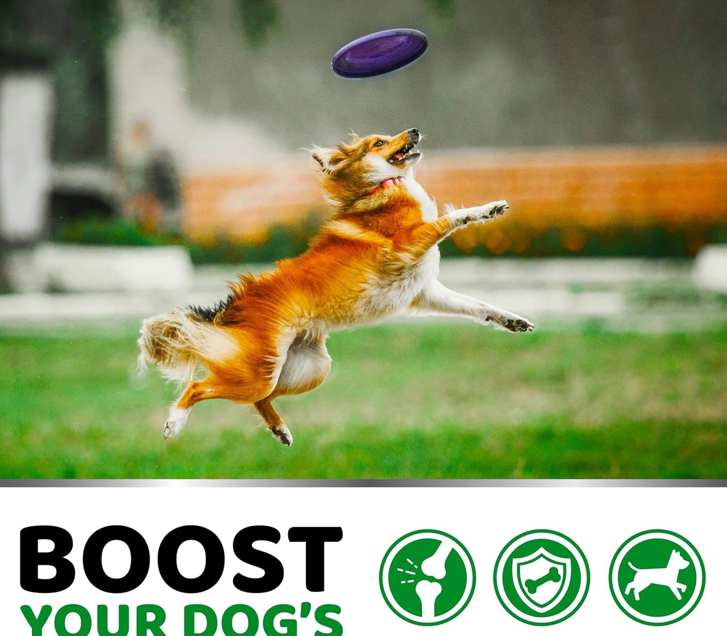 Nahrungsergänzungsmittel für die Hüfte und Gelenke von Haustieren