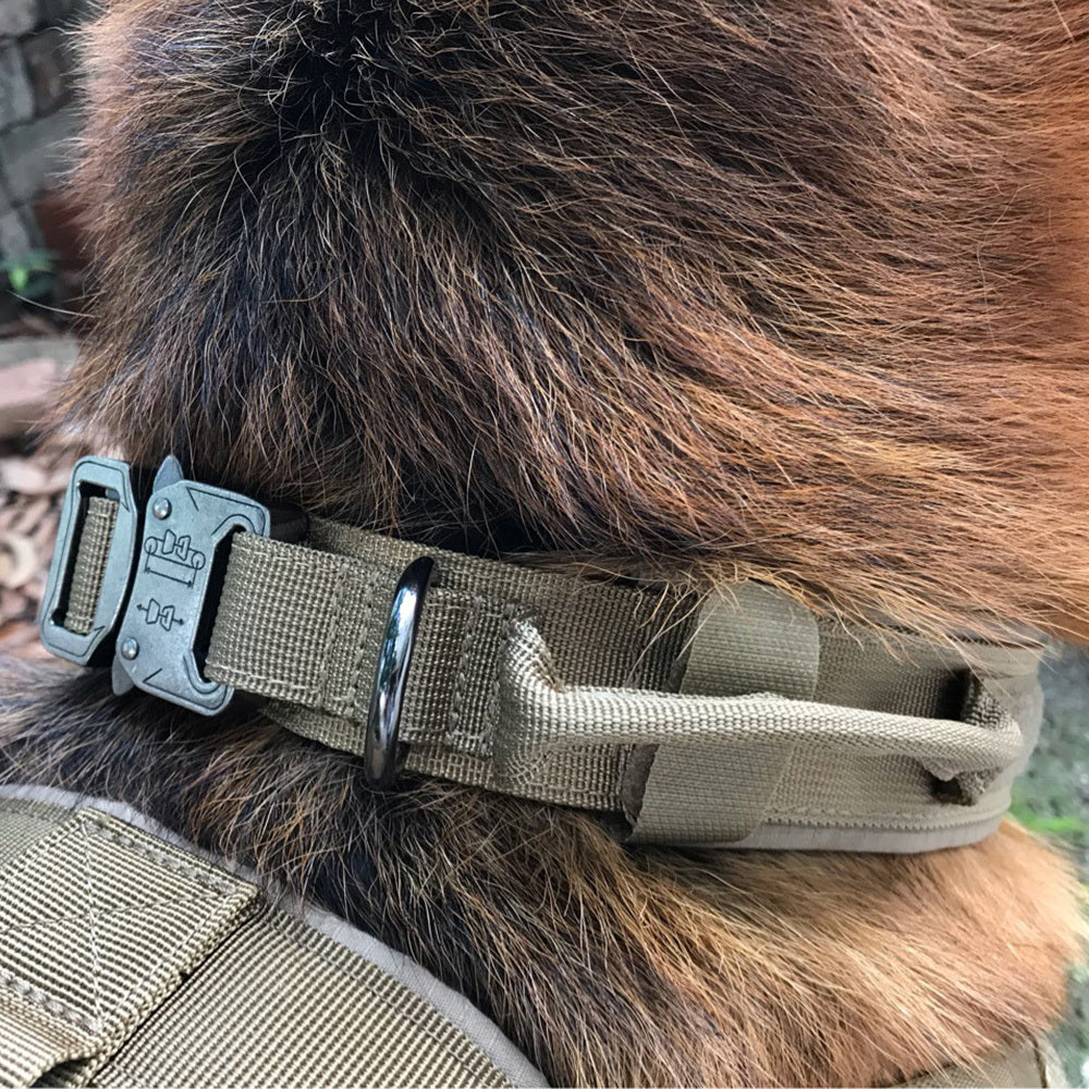 Hunde Halsband der besonderen Klasse für den anspruchsvollen Hund