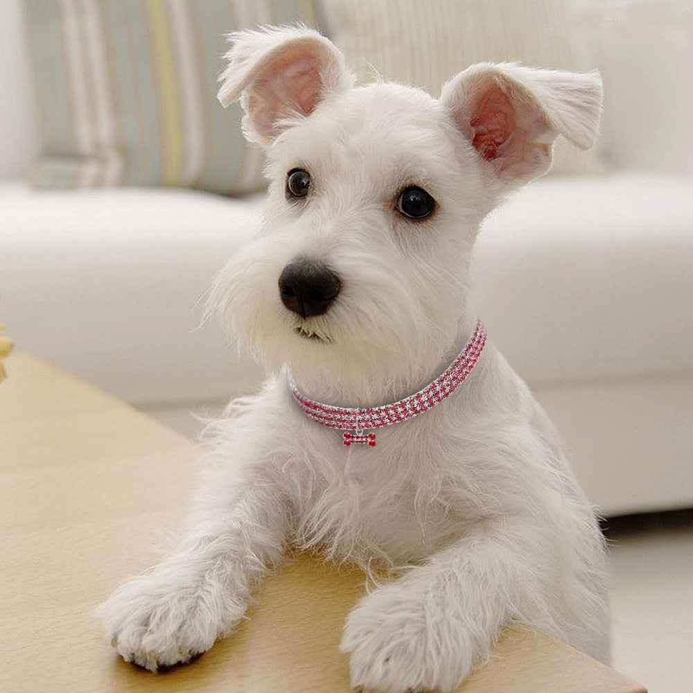 Strass Hundehalsband Kristall für kleine und mittelgroße Hunde - Tierbedarf.si