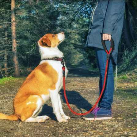 Reflektierende Hundeleine aus Nylon für kleine- und mittelgroße Hunde 