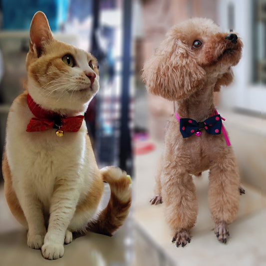 Haustierschleife für Hund oder Katze