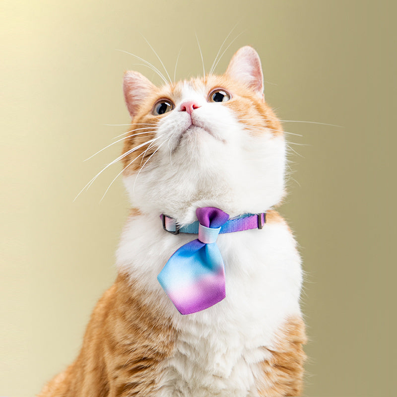 Hunde Halsband Gentleman - einstellbare Krawatte