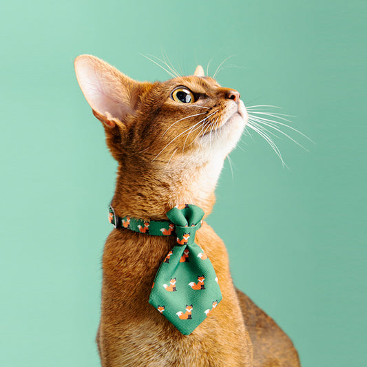Hunde Halsband Gentleman - einstellbare Krawatte